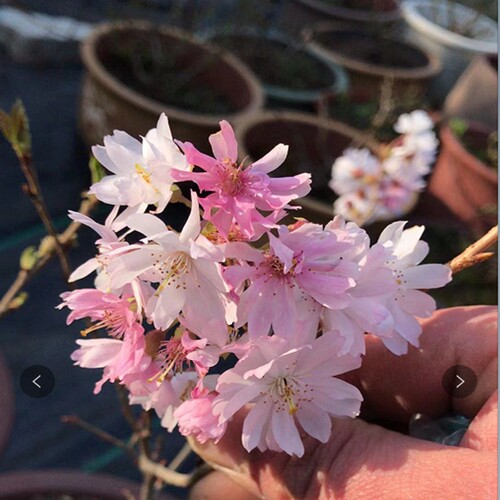 日本进口樱花盆景 信浓寒樱 十月樱原生小品素材樱花盆景一物一拍 - 图2