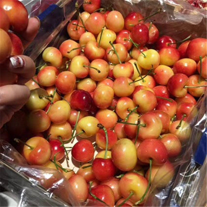 现货礼盒装2斤智利进口雷尼尔黄金车厘子新鲜时令水果黄色大樱桃,淘宝优惠券,粉丝福利购,淘宝优惠卷
