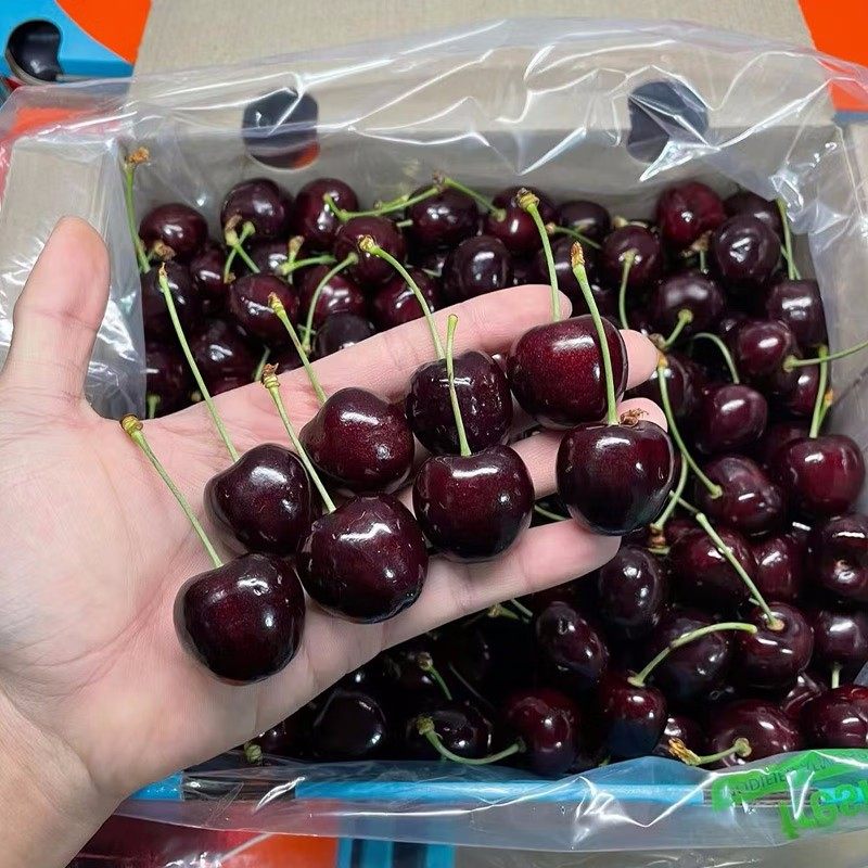智利金都乐车厘子5斤3J4J原箱礼盒装脆甜黑车大樱桃新鲜水果顺丰,淘宝优惠券,粉丝福利购,淘宝优惠卷