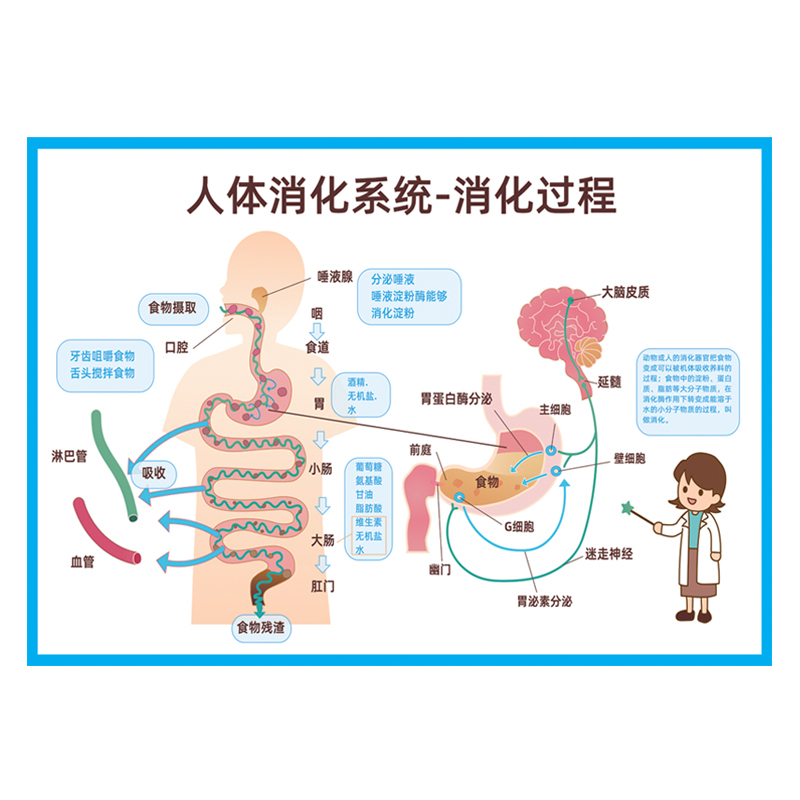 人体器官解剖图消化系统结构图食物消化过程小学生幼儿园认知挂图-图3