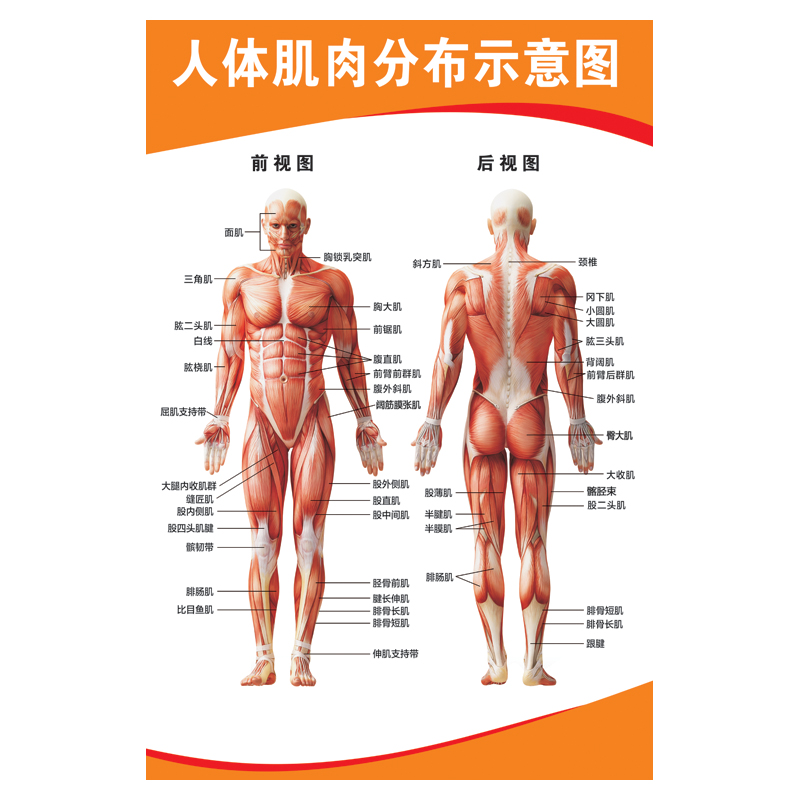 人体肌肉结构解剖 人体骨骼大挂图 健身结构器官解剖图示意图海报 - 图3