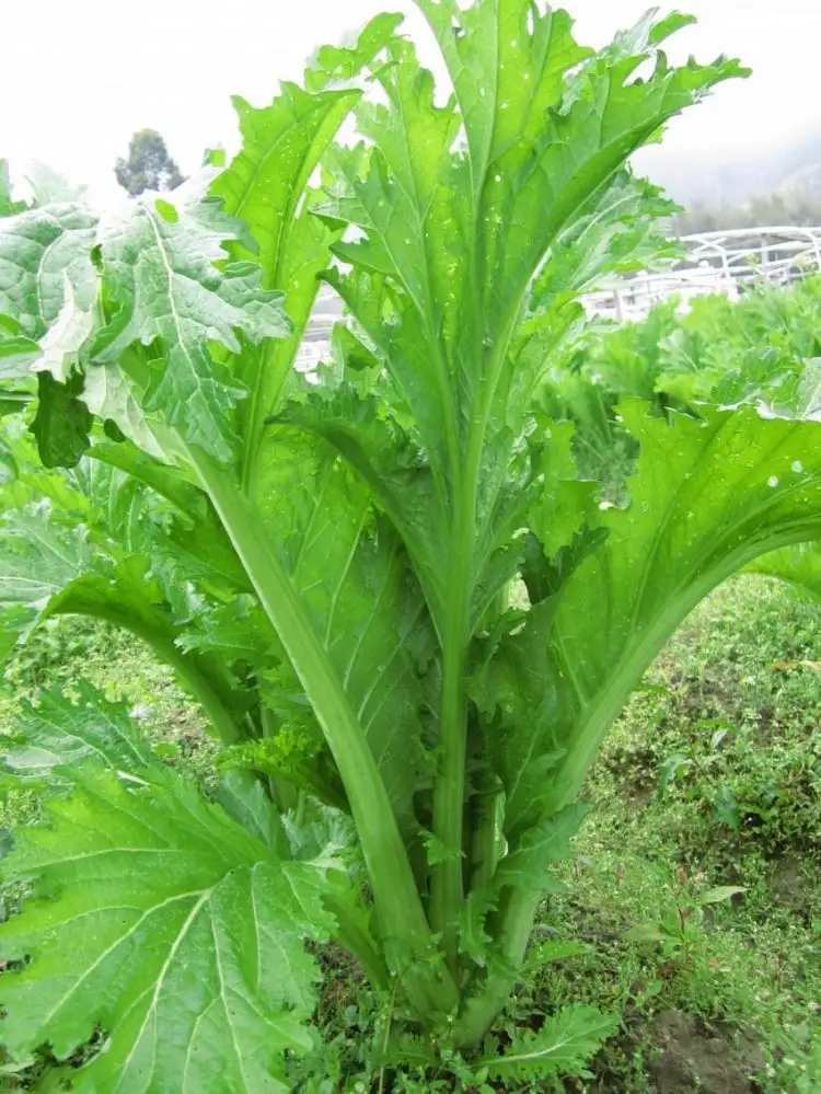 文成芥菜芯梅菜干农家自晒土特产山货菜芯农家芥菜干发菜咸菜温州-图1