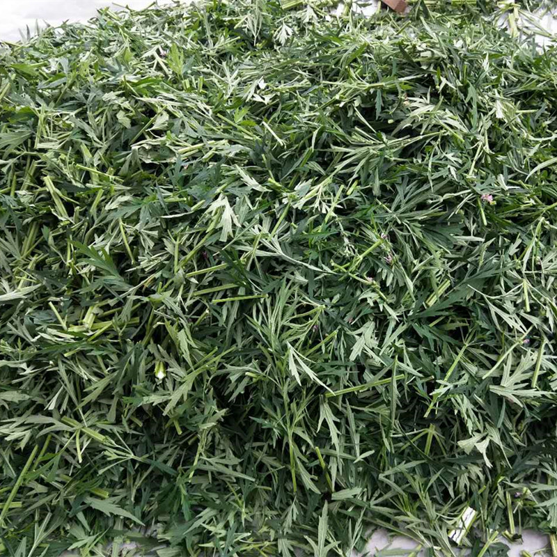 23年新货沂蒙山益母草茶纯野生中草药天然晒干无硫气血姨妈痛经-图0