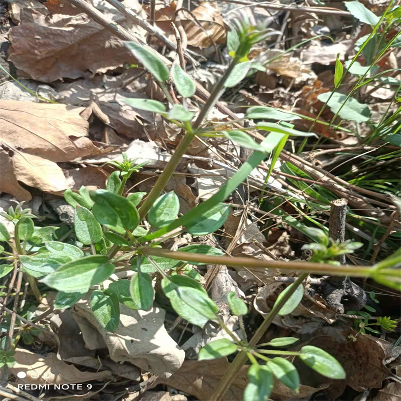 特价深山中药材新款红茜草血见愁红根草茜草纯根新鲜现挖包邮 - 图0