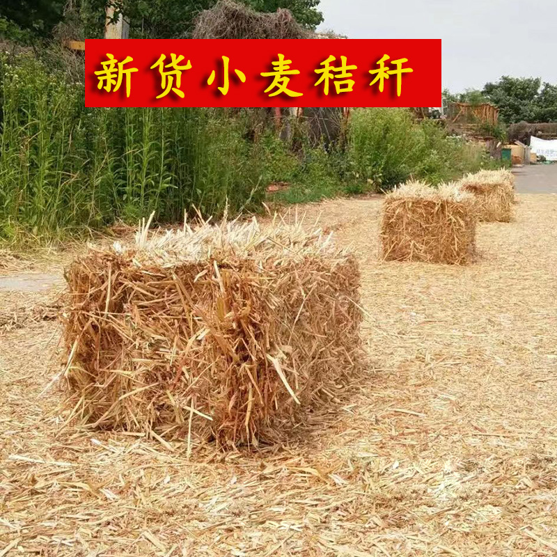 小麦秸秆宠物鸡窝草牛羊食料干麦秸装饰填充狗鸭窝草道具2023新货-图0