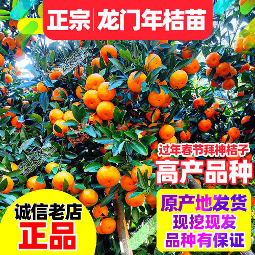 年桔苗广东龙门甜年桔苗应节春节新年还神拜神用年桔果树苗 - 图0