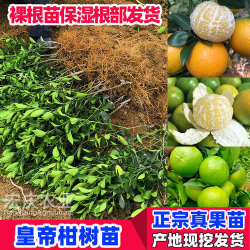 皇帝柑树苗正宗广东德庆贡柑嫁接高产甘甜皮薄原产地果树苗 - 图2