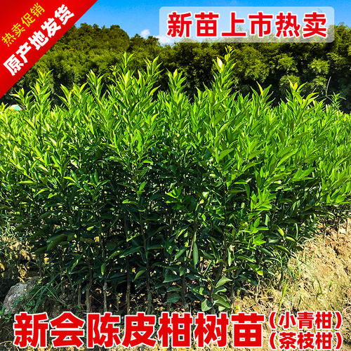 新会陈皮柑树苗茶枝柑苗大红柑正宗小青柑制桔普茶嫁接柑桔果苗 - 图0