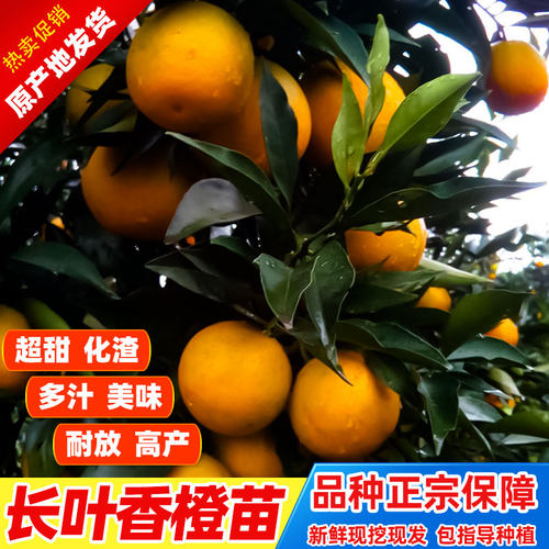 长叶香橙苗橙子嫁接正宗中晚熟甜橙柑橘树苗地栽新品种高产水果苗-图0