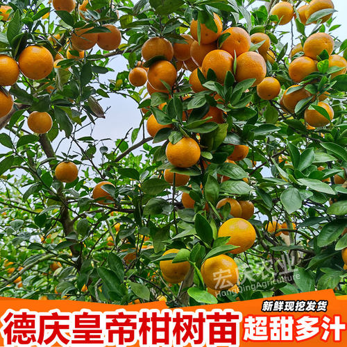 皇帝柑树苗正宗广东德庆贡柑嫁接高产甘甜皮薄原产地果树苗 - 图1