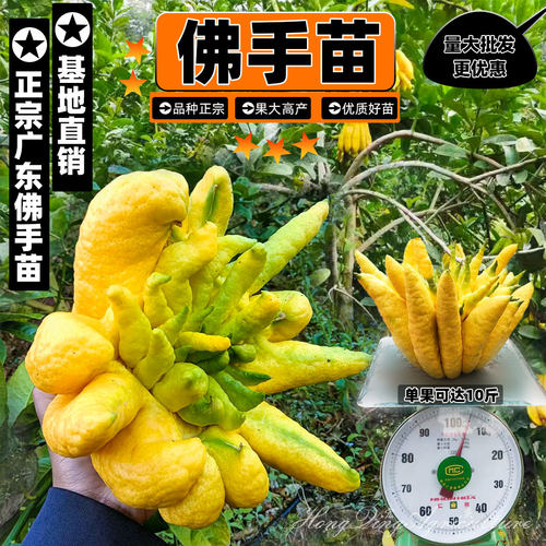 佛手苗广东佛手柑苗金佛手果种苗香橼观赏药材用盆栽地栽果苗 - 图0