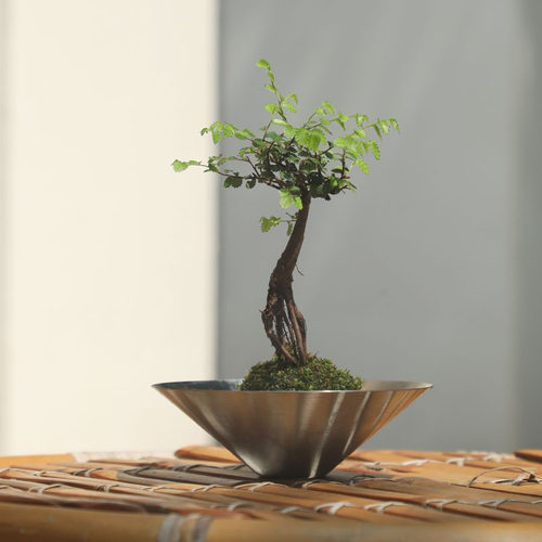 水培植物蝴蝶兰花开花植物室内绿植苔藓球苔玉球花卉办公桌好养 - 图1