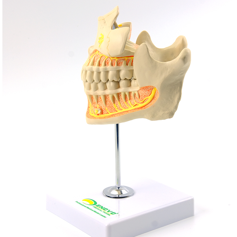ENOVO颐诺 人体恒牙解剖模型成人牙列上下颌骨口腔科教学医院教学 - 图2