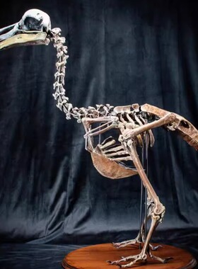 雕塑博物馆渡渡鸟骨架摆件装饰