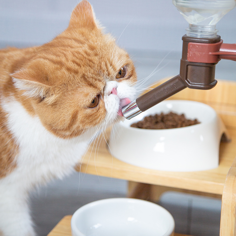 仁可宠物AICC猫咪实木碗架饮水器斜口保护颈椎陶瓷猫碗喝水碗食盆 - 图2