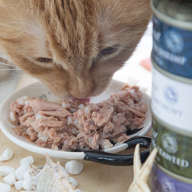 仁可宠物fish4cats海洋猫罐头70g进口猫罐10罐营养湿粮成幼猫零食 - 图1