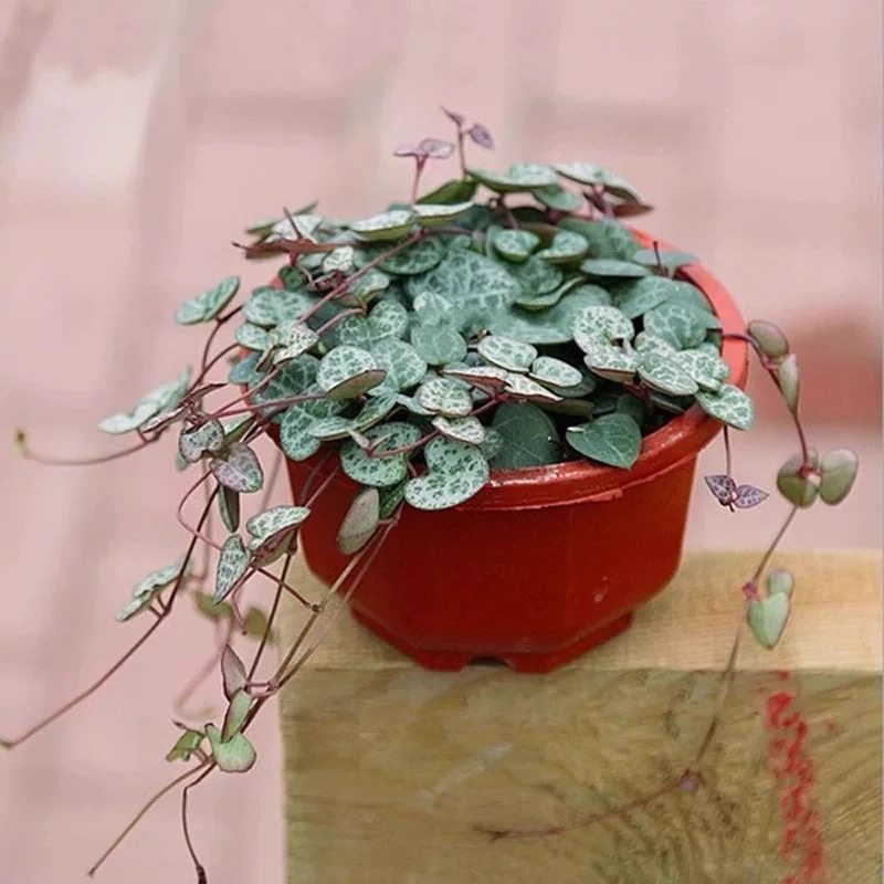 爱之蔓多肉吊兰室内阳台好养活的花卉盆栽绿植,淘宝优惠券,粉丝福利购,淘宝优惠卷