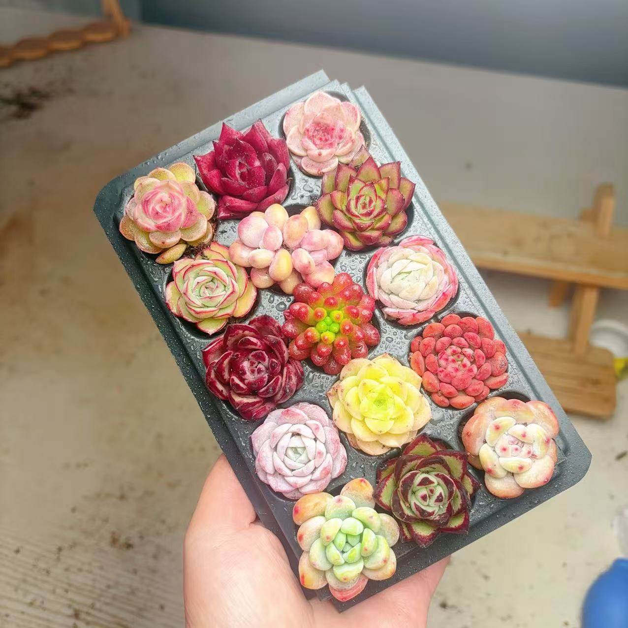 【129号套餐】套餐2-3厘米15颗多肉植物组合多肉带托盘,淘宝优惠券,粉丝福利购,淘宝优惠卷