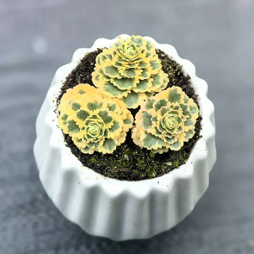 亚特兰蒂斯玫瑰多肉植物绿植盆栽 - 图1