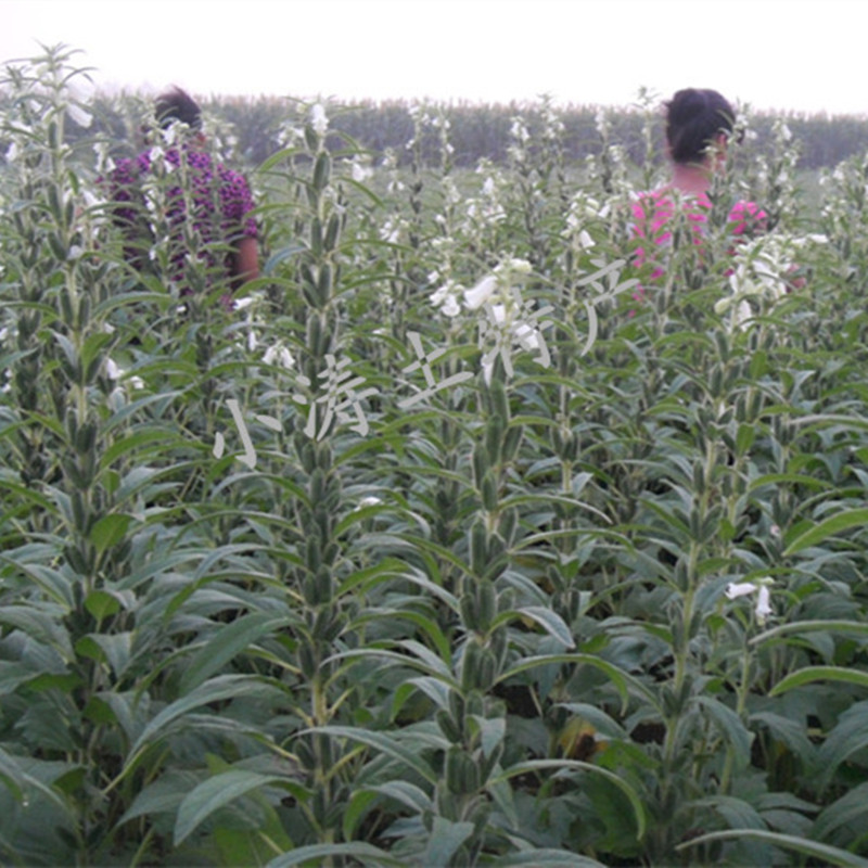 精选干芝麻叶2023年新货河南特产干货250克包邮食用农产品无沙-图2