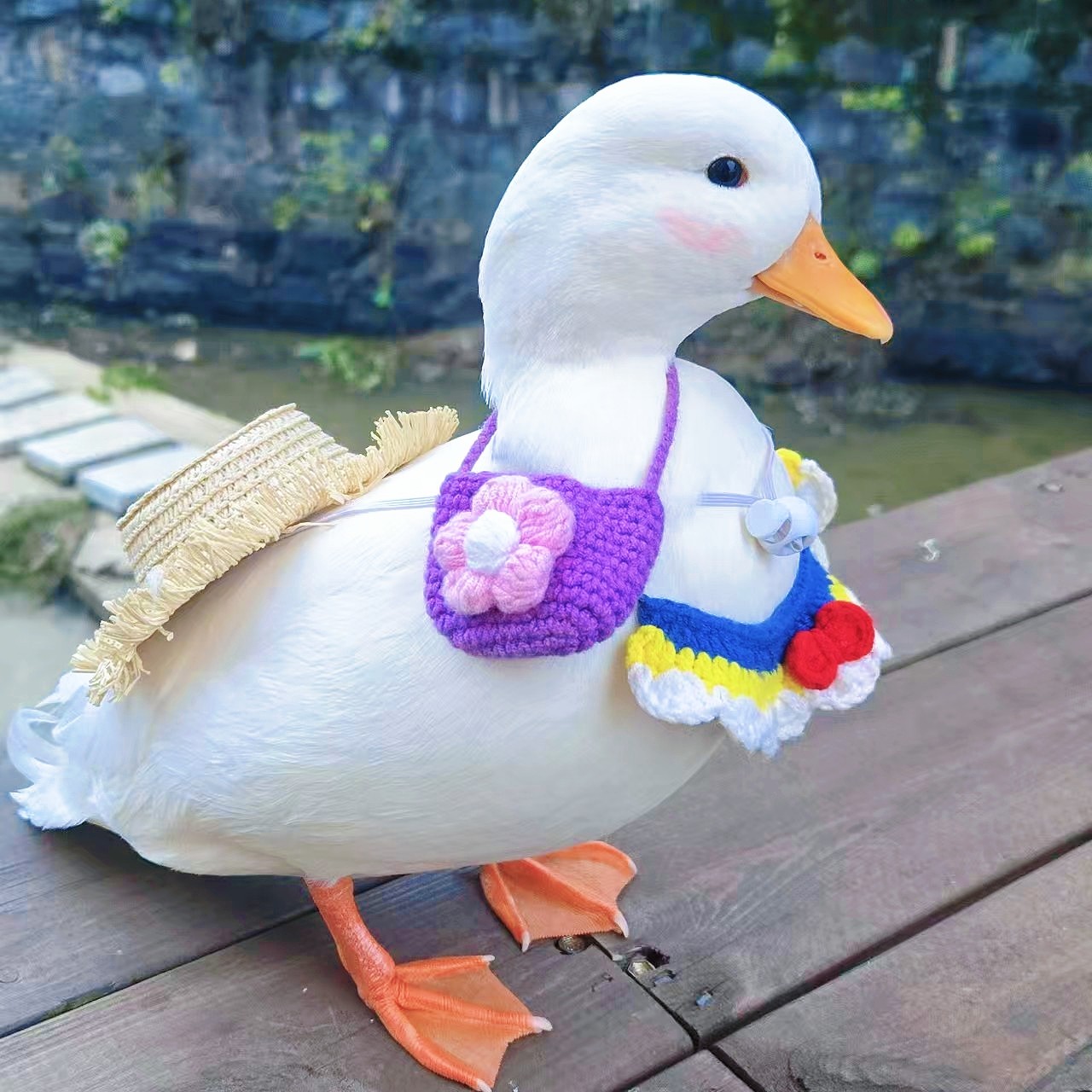 【视频选鸭】荷兰纯种柯尔鸭正品赛级S级网红活宠物鸭青年成年鸭,淘宝优惠券,粉丝福利购,淘宝优惠卷