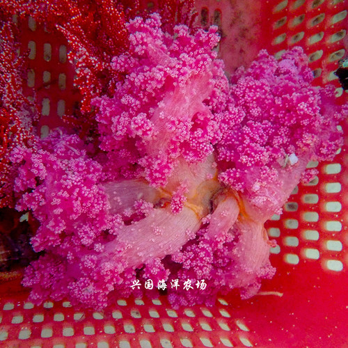 红水珊瑚 水桃花 海水紫鸡冠花NPS活体软珊瑚缸海洋生物 快递粉色 - 图1