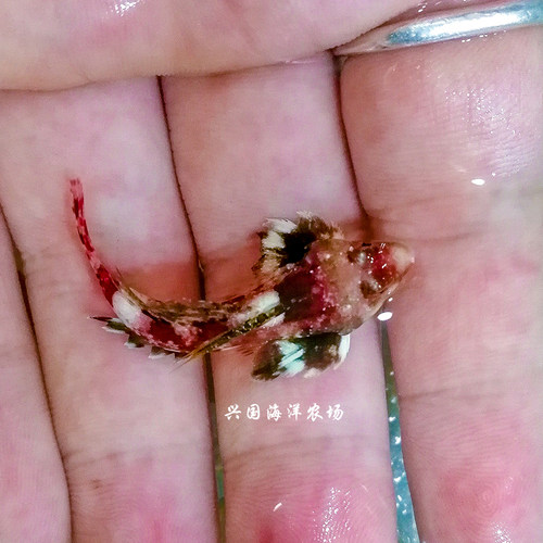 金翅火麒麟 大帆麒麟鱼红色青蛙类活体海水鱼海缸吃虫 珊瑚缸安全 - 图1
