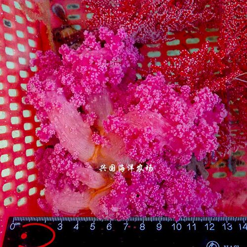 红水珊瑚 水桃花 海水紫鸡冠花NPS活体软珊瑚缸海洋生物 快递粉色 - 图0