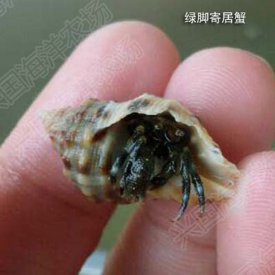 寄居蟹 海水活体绿脚红脚蓝脚寄居蟹 小丑鱼海洋宠物包活 兴国海 - 图2