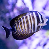 珍珠大帆吊 海水鱼活体吊类蓝吊黄金吊食藻海缸除藻养定快递包活