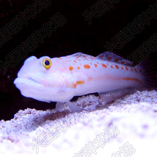 钻石哨兵 大嘴虾虎 四驱车 金头虾虎 海缸底栖翻砂清洁 快递包活 - 图1