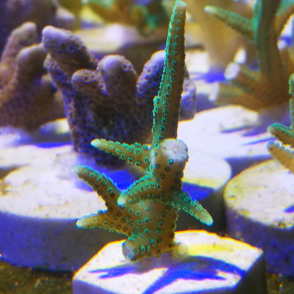 印尼鸟巢断枝绿紫鸟巢粉珊瑚SPS硬骨珊瑚活体海水顺丰快递包活-图0