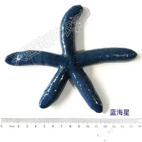 Аквариум, морская ферма, морская звезда