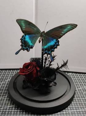 绿带翠凤蝶森林绿皇后真蝴蝶标本艺术玻璃罩摆件手工生日收藏礼物