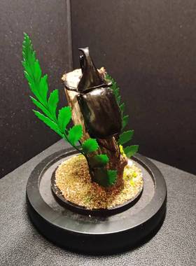 森林力士甲虫长牙标本大兜虫真昆虫生态微景观小众男士礼物玻璃罩