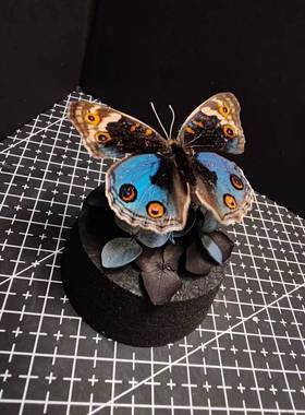 手工标本玻璃罩艺术摆件