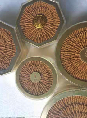 盒装虫草橱柜摆件树脂工艺品礼品