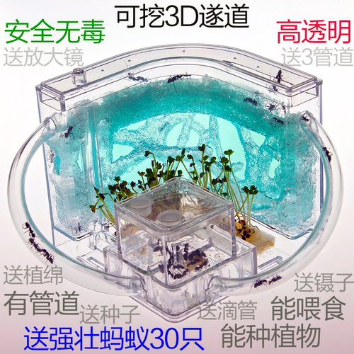蚂蚁工坊 蚂蚁城堡家园庄园蚁后 蚂蚁宠物 送蚂蚁活体幼儿学玩具 - 图2