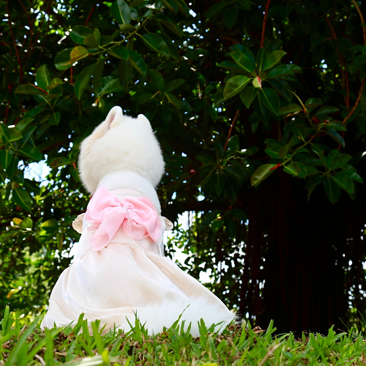 宠物大狗狗连身裙中大型犬礼裙萨摩耶金毛拉布拉多休闲服饰,淘宝优惠券,粉丝福利购,淘宝优惠卷