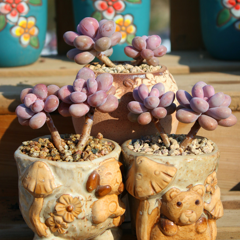 丸叶亚美桃蛋 多头群生老桩 精品多肉植物桃之卵粉糖果冻色组合花,淘宝优惠券,粉丝福利购,淘宝优惠卷