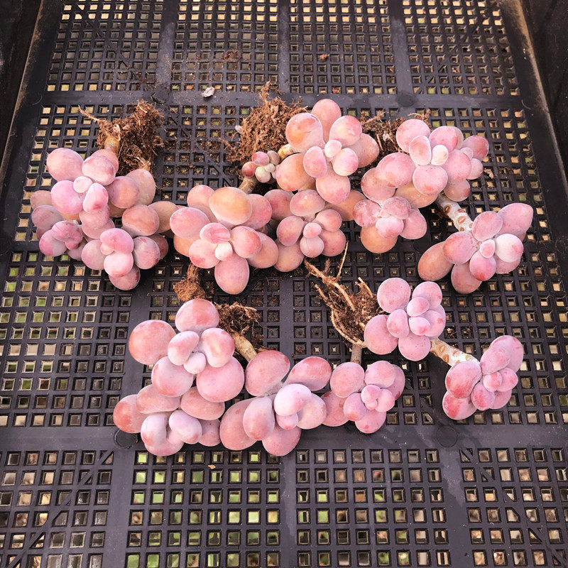 丸叶亚美桃蛋 多头群生老桩 精品多肉植物桃之卵粉糖果冻色组合花,淘宝优惠券,粉丝福利购,淘宝优惠卷