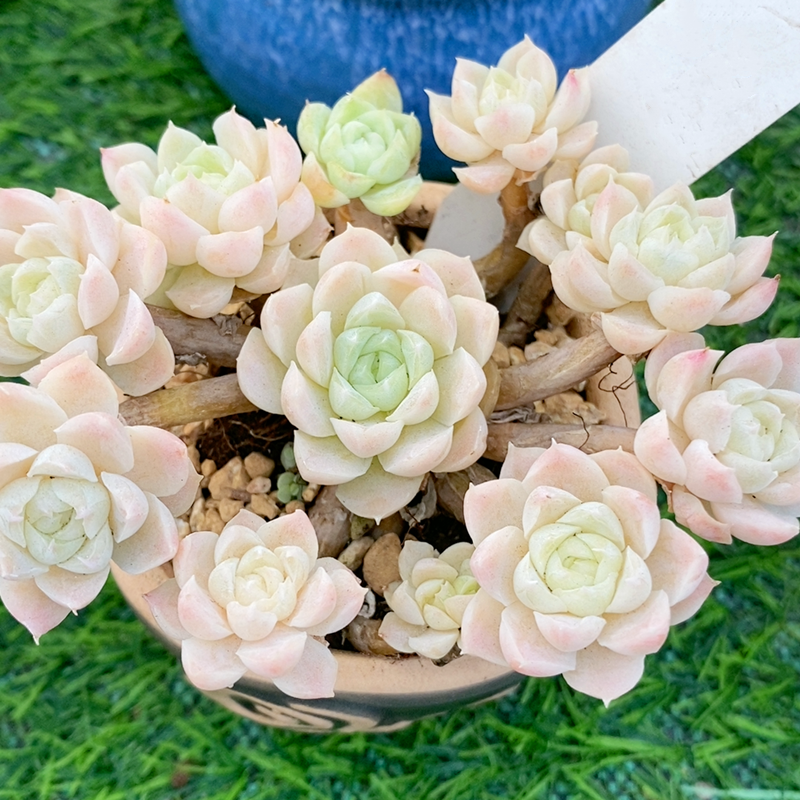 阿尔巴白月影 多头群生 小多肉萌肉肉 多头群生老桩多肉植物组合,淘宝优惠券,粉丝福利购,淘宝优惠卷