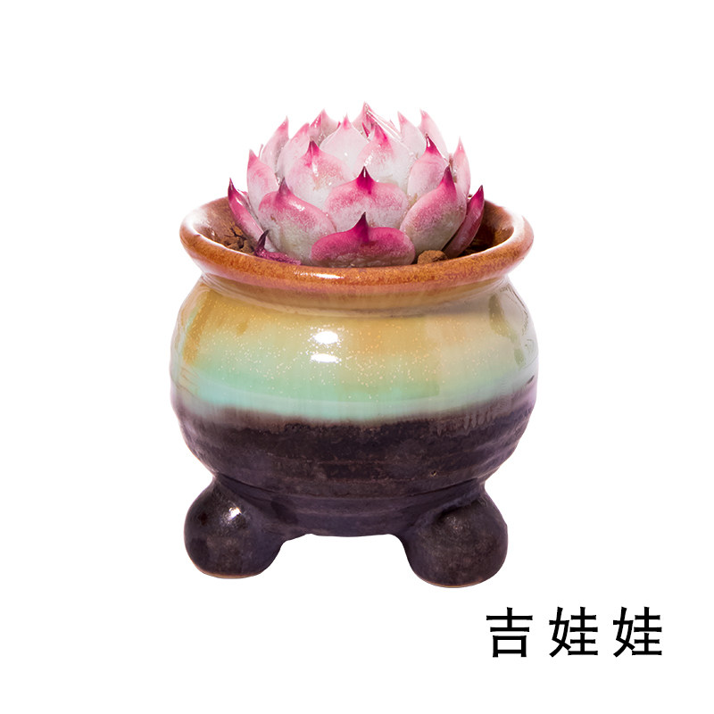 吉娃娃 水蜜桃 多肉植物 办公室内桌面肉肉小盆景盆栽花卉组合,淘宝优惠券,粉丝福利购,淘宝优惠卷