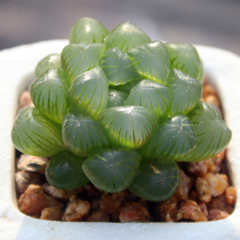 耐热耐阴多肉植物 带盆栽种好 姬玉露 十二卷瓦苇属 简单易种肉肉,淘宝优惠券,粉丝福利购,淘宝优惠卷