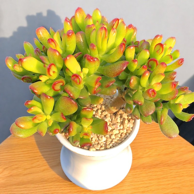 吸财树 多头群生老桩大棵 多肉植物造型桩子新手易种简单寓意好,淘宝优惠券,粉丝福利购,淘宝优惠卷