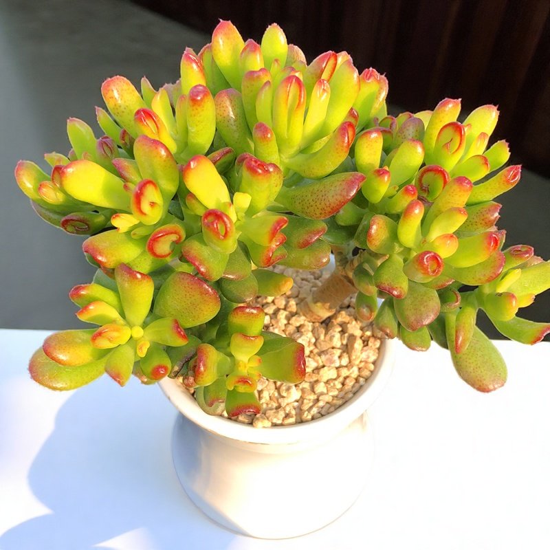 吸财树 多头群生老桩大棵 多肉植物造型桩子新手易种简单寓意好,淘宝优惠券,粉丝福利购,淘宝优惠卷