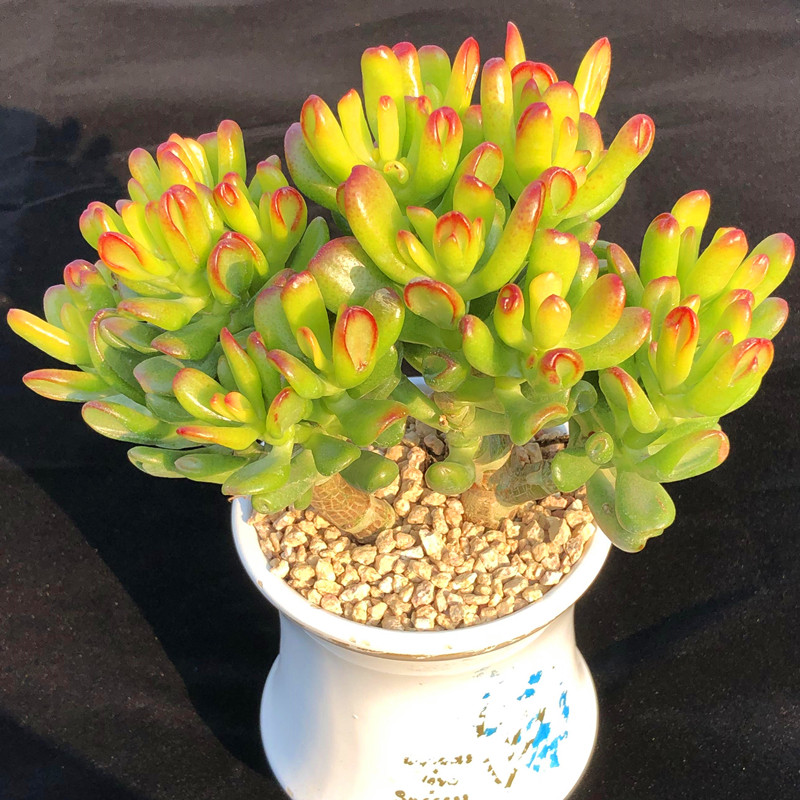 吸财树 多头群生老桩大棵 多肉植物造型桩子新手易种简单寓意好,淘宝优惠券,粉丝福利购,淘宝优惠卷