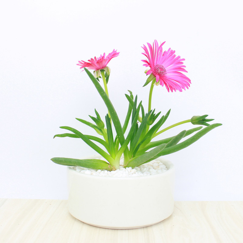 黄花照波 会开花的多肉植物 红花奔龙群生老桩花卉盆栽 奇趣植物,淘宝优惠券,粉丝福利购,淘宝优惠卷