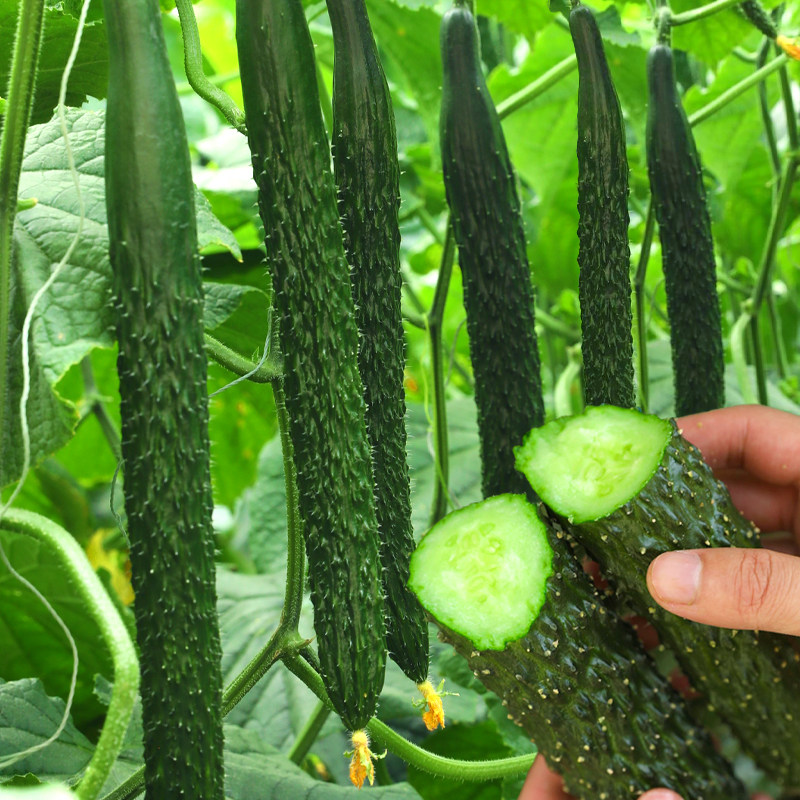 大黄瓜种子苗老品种早熟高产水果青瓜种籽孑大全四季蔬菜秧苗菜种,淘宝优惠券,粉丝福利购,淘宝优惠卷