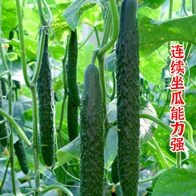 大黄瓜种子苗老品种早熟高产水果青瓜种籽孑大全四季蔬菜秧苗菜种,淘宝优惠券,粉丝福利购,淘宝优惠卷